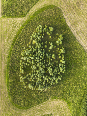 Abstract aerial top view of forest and grassland Bentwoud Benthuizen Zuid Holland Netherlands.