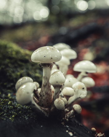 View of a cluster of small white mushrooms with glossy caps growing on a mossy log in the forest near Wiezyca hill Kartuzy County Pomeranian Voivodeship Poland. View of a cluster of small white mushrooms with glossy caps growing on a mossy log in the forest near Wiezyca hill Kartuzy County Pomeranian Voivodeship Poland.