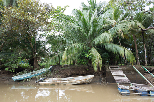 View of Sierpe River with small wooden boats moored along the muddy riverbank near lush tropical vegetation in Puntarenas Province Costa Rica. View of Sierpe River with small wooden boats moored along the muddy riverbank near lush tropical vegetation in Puntarenas Province Costa Rica.