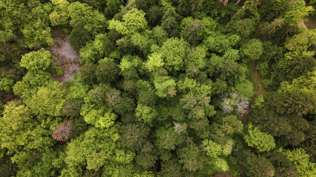Aerial view of the dense green forest canopy with various shades of foliage and a small clearing near Route du Creux du Cerf Gex Auvergne Rhone Alpes France.