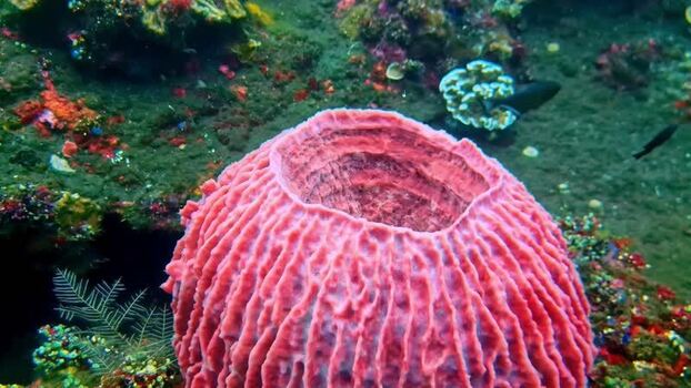 View of a vibrant pink barrel sponge in the waters of Indonesia.