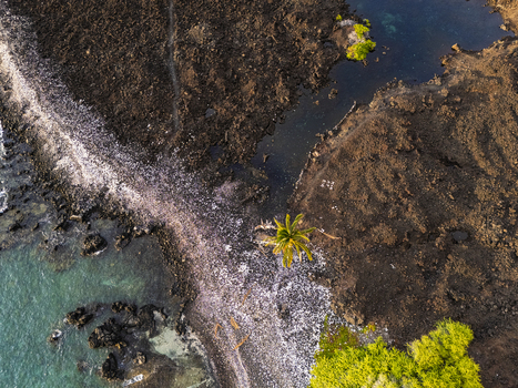 Aerial view of Waikoloa Beach featuring dark volcanic lava rock turquoise ocean water and a lone palm tree on the shore in Waikoloa Village Hawaii United States.