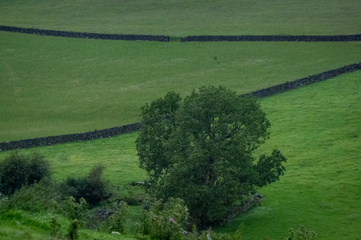 View of the rolling green pastures and traditional dry stone walls in the Yorkshire Dales Hawes England United Kingdom. View of the rolling green pastures and traditional dry stone walls in the Yorkshire Dales Hawes England United Kingdom.