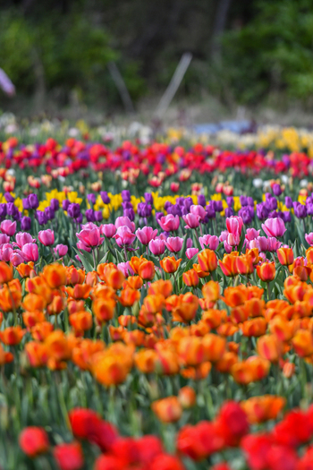 View of colorful tulip rows blooming at Peninsula San Pedro with vibrant orange pink and purple flowers in San Carlos de Bariloche Rio Negro Province Argentina. View of colorful tulip rows blooming at Peninsula San Pedro with vibrant orange pink and purple flowers in San Carlos de Bariloche Rio Negro Province Argentina.