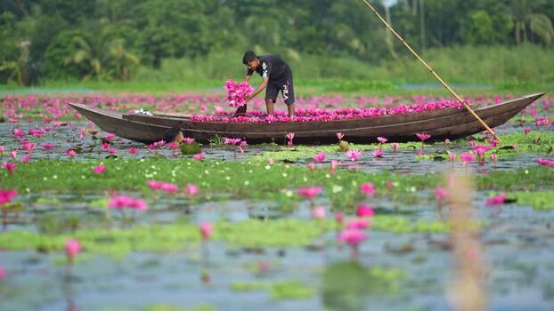 View of a man harvesting pink water lilies in a boat Bangladesh. View of a man harvesting pink water lilies in a boat Bangladesh.