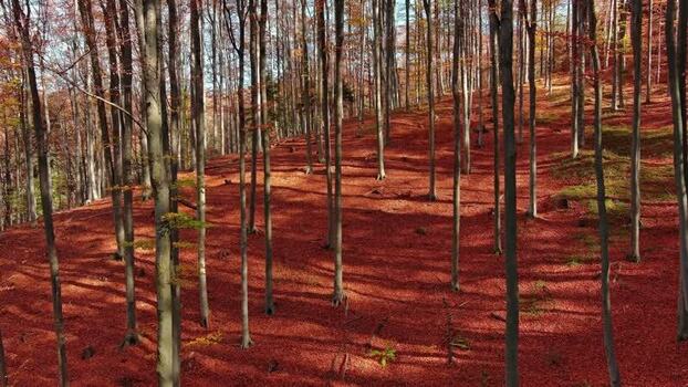 Aerial view of autumn forest Romania. Aerial view of autumn forest Romania.