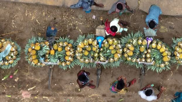 Aerial view of bicycles loaded with pineapples Bangladesh.