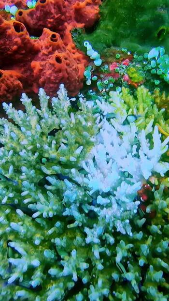 View of colorful coral reef ecosystem in Bali Indonesia. View of colorful coral reef ecosystem in Bali Indonesia.