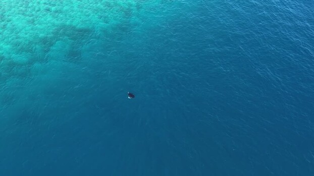 Aerial view of a manta ray swimming in the deep blue ocean Maldives.