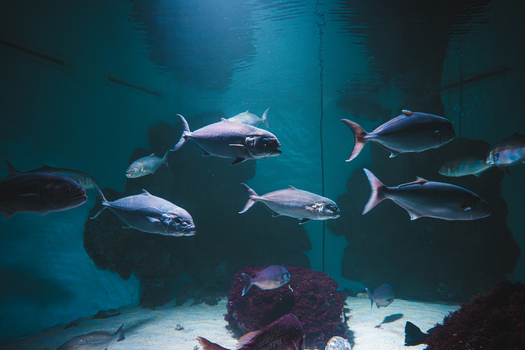 View of silvery fish gliding serenely through the deep blue waters of a large aquarium a tranquil underwater scene Pula Istria County Croatia.
