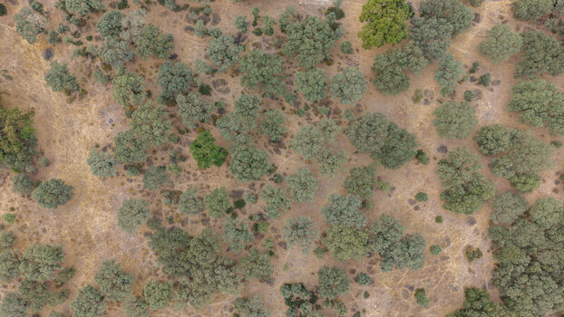 Aerial view of the dehesa landscape with scattered holm oak trees and dry golden grass in the countryside of Navalmoral de la Mata Extremadura Spain.