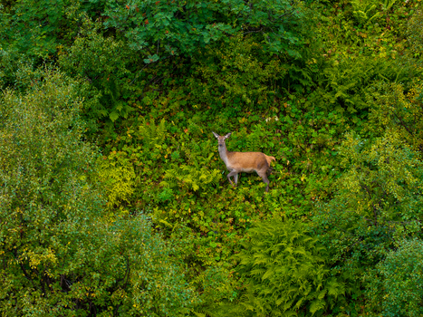 Aerial view of a red deer standing in a lush green forest with ferns and dense foliage in Valldal More og Romsdal Norway.