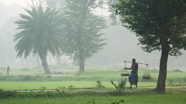 View of a farmer carrying baskets through misty rice fields Bangladesh.