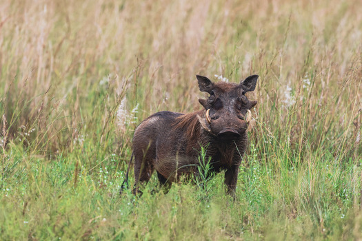 View of a warthog standing in tall grass at the Welgevonden Game Reserve in Waterberg District Municipality Limpopo South Africa. View of a warthog standing in tall grass at the Welgevonden Game Reserve in Waterberg District Municipality Limpopo South Africa.