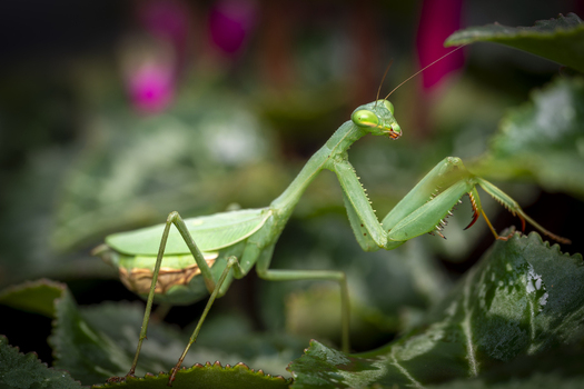 View of a green praying mantis perched on a lush leaf with blurred pink flowers in the background in Tauranga Bay of Plenty Region New Zealand. View of a green praying mantis perched on a lush leaf with blurred pink flowers in the background in Tauranga Bay of Plenty Region New Zealand.