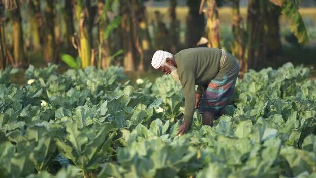 View of an elderly farmer working in a vegetable field Bangladesh. View of an elderly farmer working in a vegetable field Bangladesh.