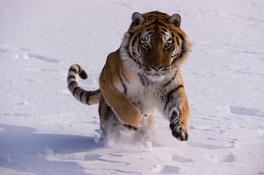 View of a Siberian tiger running through deep snow with its powerful paws and focused expression in USA.