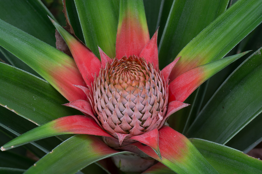 View of a young pineapple plant with vibrant red and green leaves in Porto Jimenez Costa Rica. View of a young pineapple plant with vibrant red and green leaves in Porto Jimenez Costa Rica.