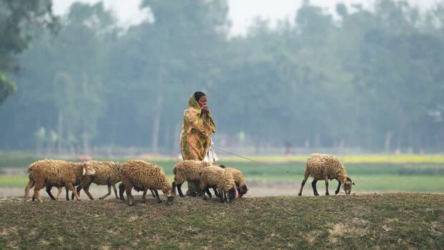 View of a woman herding sheep in a misty field Bangladesh.