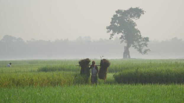 View of a farmer carrying rice harvest in Bogura Bangladesh. View of a farmer carrying rice harvest in Bogura Bangladesh.