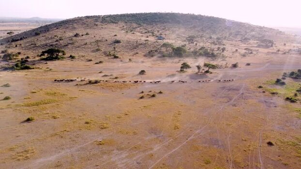 Aerial view of cattle in Amboseli National Park Kenya.