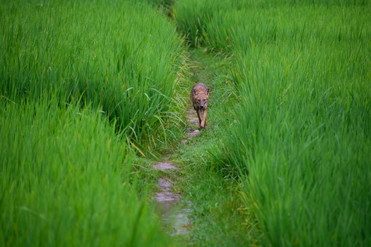 View of a golden jackal walking along a narrow path through a lush green rice field in Bogura Rajshahi Division Bangladesh. View of a golden jackal walking along a narrow path through a lush green rice field in Bogura Rajshahi Division Bangladesh.