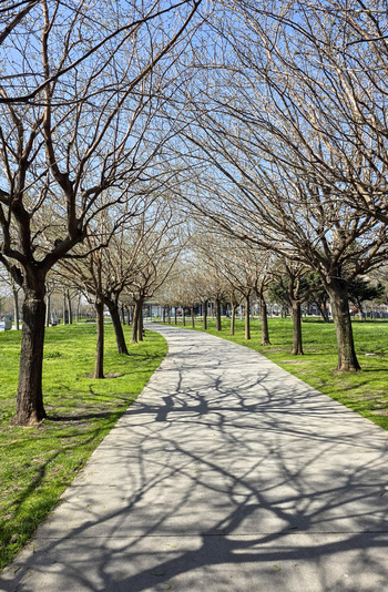 View of a paved walkway winding through a park lined with leafless trees casting intricate shadows on the ground under a clear blue sky Sariyer Istanbul Turkiye.
