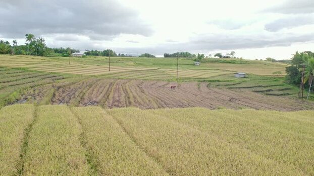 Aerial view of terraced rice fields in Bajawa Indonesia.