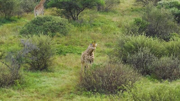 Aerial view of giraffes in the savanna South Africa.