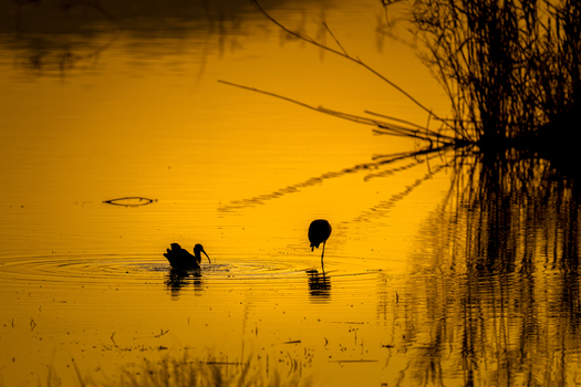 View of the silhouette of a Glossy Ibis and another bird wading in the calm waters of a lake during golden hour with reeds in Kallar Kahar Punjab Pakistan. View of the silhouette of a Glossy Ibis and another bird wading in the calm waters of a lake during golden hour with reeds in Kallar Kahar Punjab Pakistan.