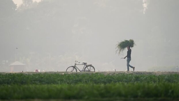 View of a man carrying grass in a misty field in Bogura Bangladesh.
