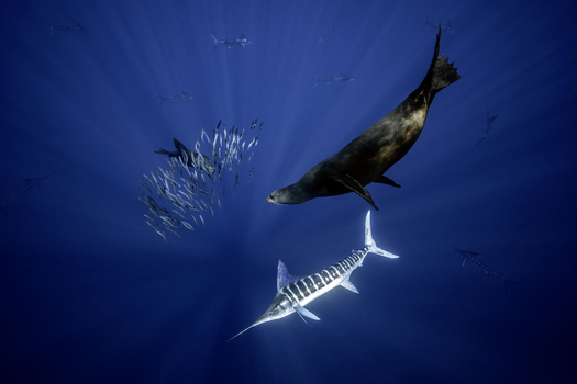View of a sea lion and a striped marlin hunting a bait ball of small fish in the deep blue waters of Magdalena Bay Mexico.
