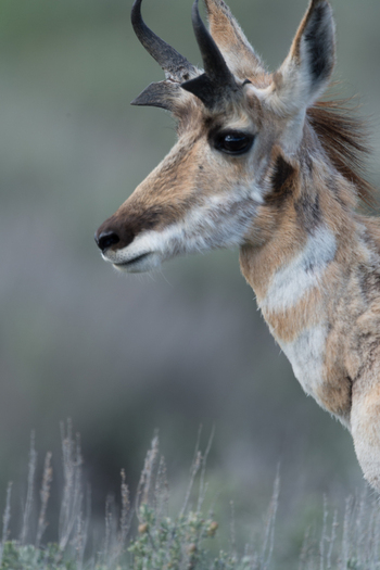 View of a young pronghorn antelope standing in the grasslands of Yellowstone National Park United States. View of a young pronghorn antelope standing in the grasslands of Yellowstone National Park United States.