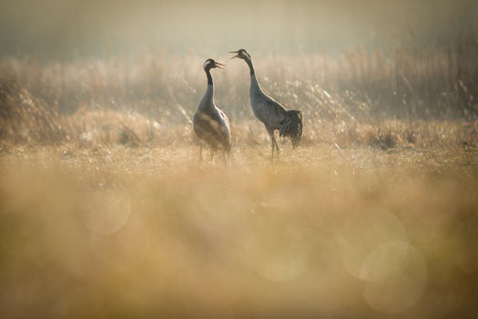 View of two common cranes standing in a grassy field during the golden hour with soft morning light in Debrzno Pomeranian Voivodeship Poland. View of two common cranes standing in a grassy field during the golden hour with soft morning light in Debrzno Pomeranian Voivodeship Poland.
