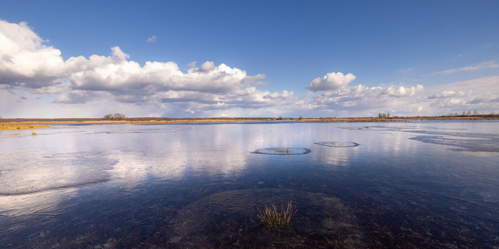 View of the partially frozen Biebrza wetlands with reflective water scattered clouds and clear blue sky Podlaskie Voivodeship Poland.