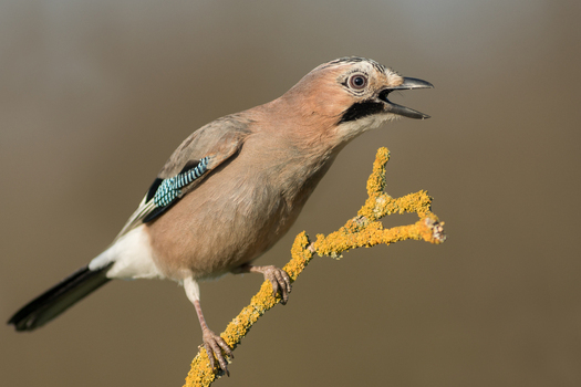 View of a Eurasian jay perched on a lichen covered branch with its beak open in Debrzno Pomeranian Voivodeshi Poland. View of a Eurasian jay perched on a lichen covered branch with its beak open in Debrzno Pomeranian Voivodeshi Poland.