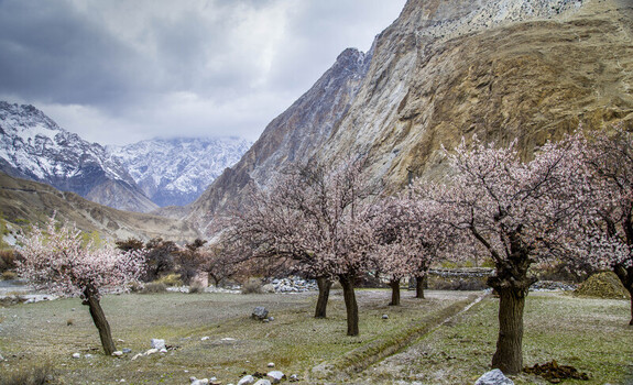 View of blooming apricot trees in a rugged mountain valley under a cloudy sky Gilgit Baltistan Pakistan.