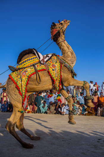 View of a decorated camel performing a traditional dance at the Chanan Pir festival with a crowd of spectators in the background in Yazman Punjab Pakistan.