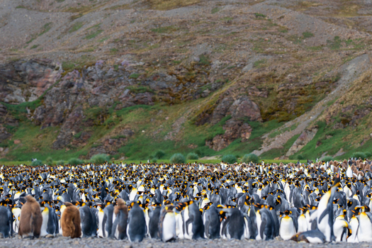 View of a large colony of king penguins gathered on the rocky beach at Fortuna Bay with rugged hills in the background in South Georgia and the South Sandwich Islands. View of a large colony of king penguins gathered on the rocky beach at Fortuna Bay with rugged hills in the background in South Georgia and the South Sandwich Islands.