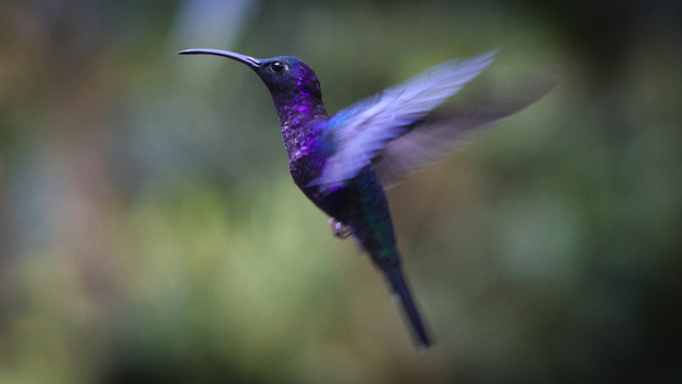 View of a vibrant violet sabrewing hummingbird wings blurred in motion hovers in the lush greenery of the tropics Quepos Puntarenas Province Costa Rica.