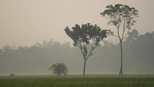 View of a person walking through misty fields and trees Bangladesh. View of a person walking through misty fields and trees Bangladesh.