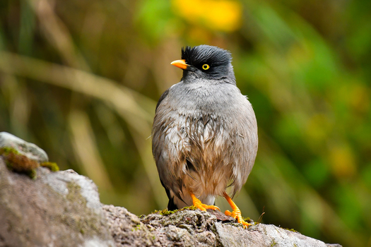 View of a Jungle myna perched on a mossy rock with a soft blurred green foliage background in Naran KPK Pakistan. View of a Jungle myna perched on a mossy rock with a soft blurred green foliage background in Naran KPK Pakistan.