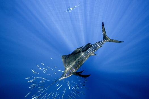 View of a striped marlin hunting a bait ball of small fish in clear blue water with sunbeams in Magdalena Bay Mexico.