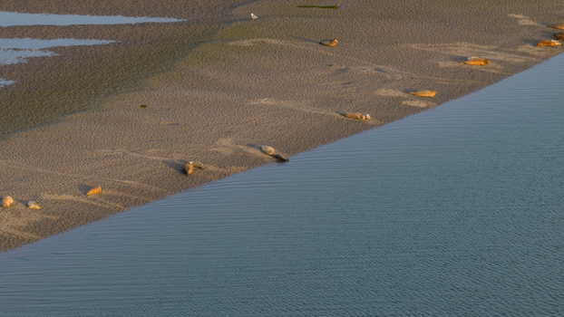 Aerial view of seals resting on the sandy Roggenplaat sandbank surrounded by calm water in Schouwen Duiveland Zeeland Netherlands.