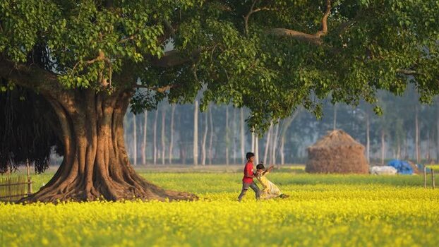 View of children playing in a mustard field in Bogura Bangladesh. View of children playing in a mustard field in Bogura Bangladesh.