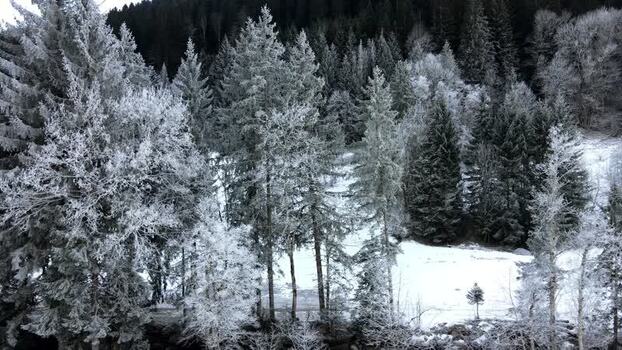 Aerial view of snow covered trees France.