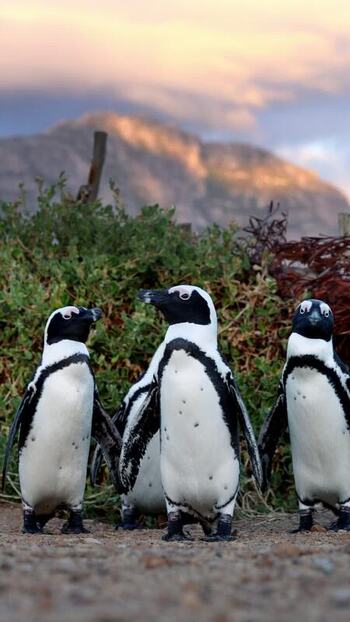View of Stoney Point Penguin Colony South Africa. View of Stoney Point Penguin Colony South Africa.