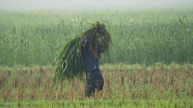 View of a farmer carrying grass in a misty field Bangladesh.