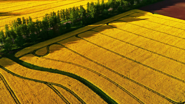 Aerial view of a vibrant yellow rapeseed field with distinct tractor tracks and a lush green tree line in Latvia. Aerial view of a vibrant yellow rapeseed field with distinct tractor tracks and a lush green tree line in Latvia.