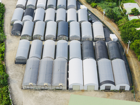 Aerial view of rows of rental greenhouses for small business owners and gardening hobbyists featuring arched structures with translucent roofs and ventilation fans in Taiwan.